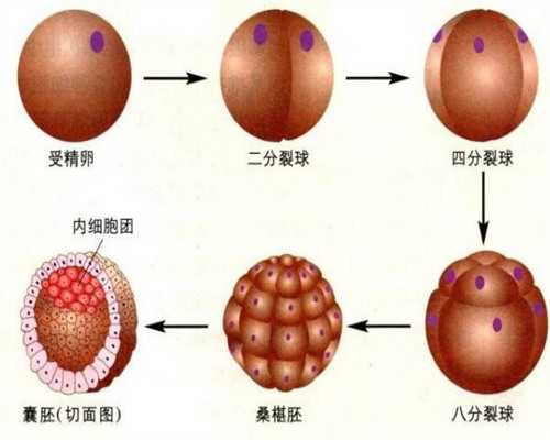 西宁哪里可以单身人士做爱三代试管婴儿？费用会涨价吗？,做代孕试管哪里好